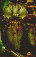 a frog in the pitcher of Cephalotus