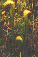 Darlingtonia