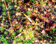 Drosera rotundifolia in a growth experiment
