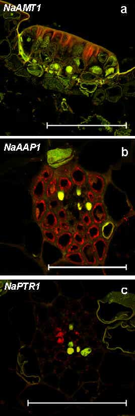 in-situ-hybridization