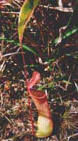 a pitcher of Nepenthes mirabilis